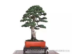 第十七屆中國金華花卉苗木交易會參展參賽盆景作品搶先看 花木盆景的自然詩篇