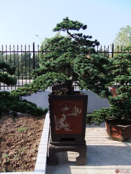 花木盆景，方寸之間的自然詩篇
