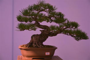 嘉年華盆景展隨拍 新沂花木盆景的藝術盛宴