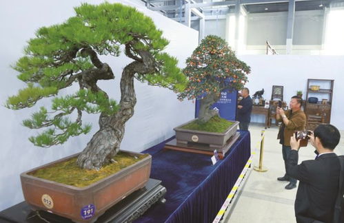 第三屆中國鼎盆景國家大展在如皋啟幕 逾三百件頂級盆景驚艷亮相